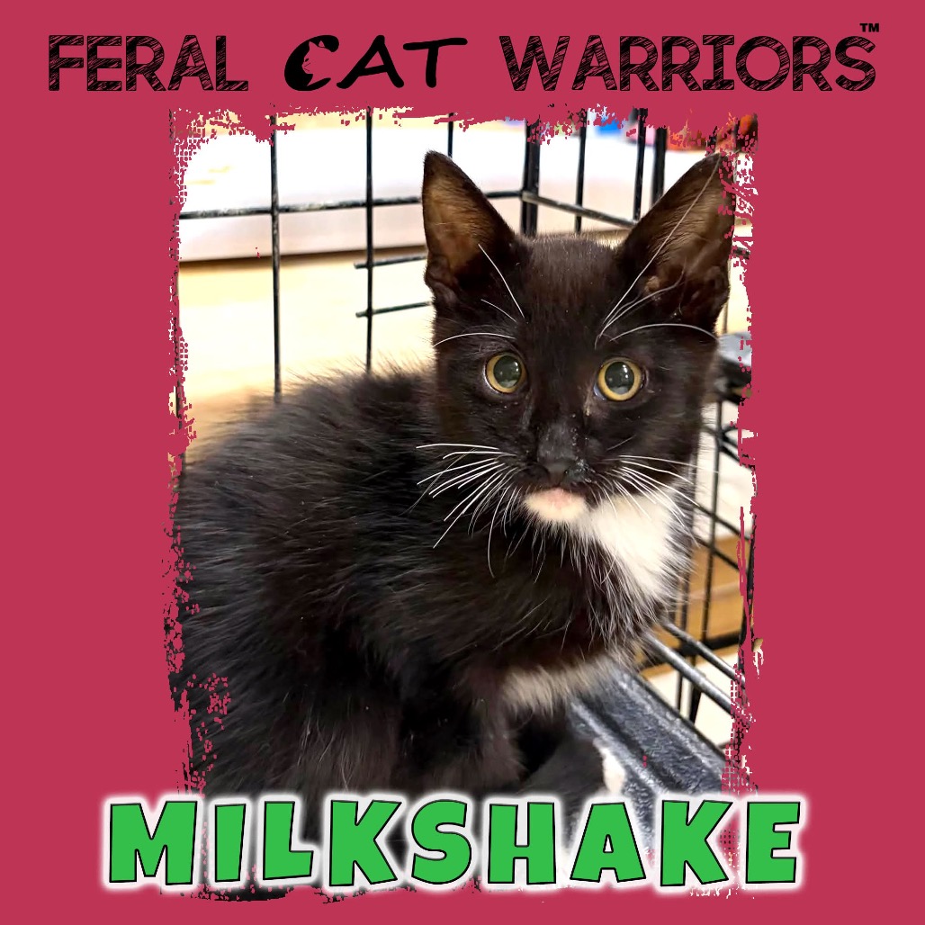 Milkshake 