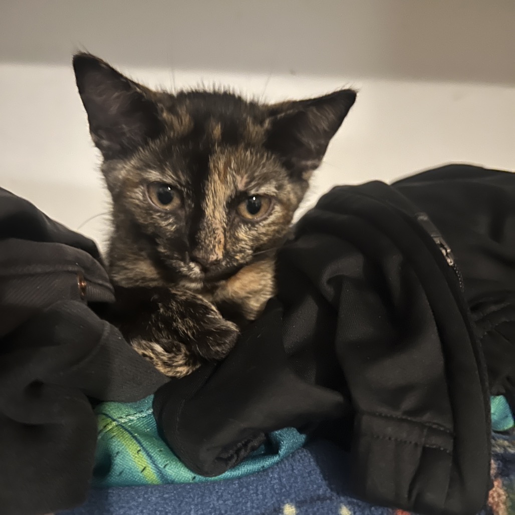REESE (BONDED WITH HULK) - Domestic Shorthair available for adoption