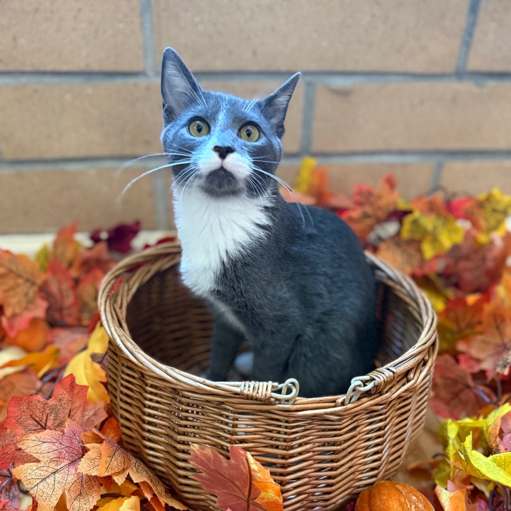 Catrick Swayze