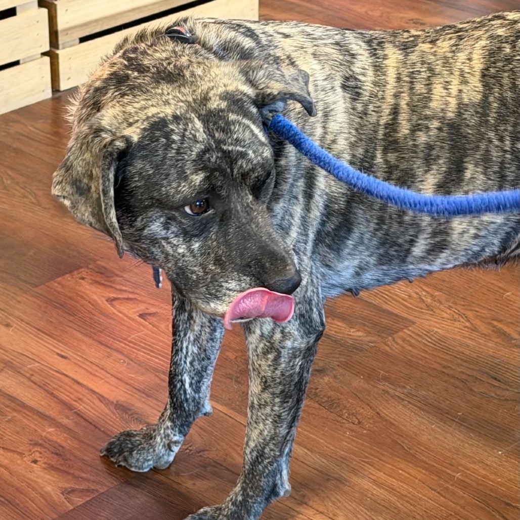Daisy Duke (Formerly Phoebe), photo 19