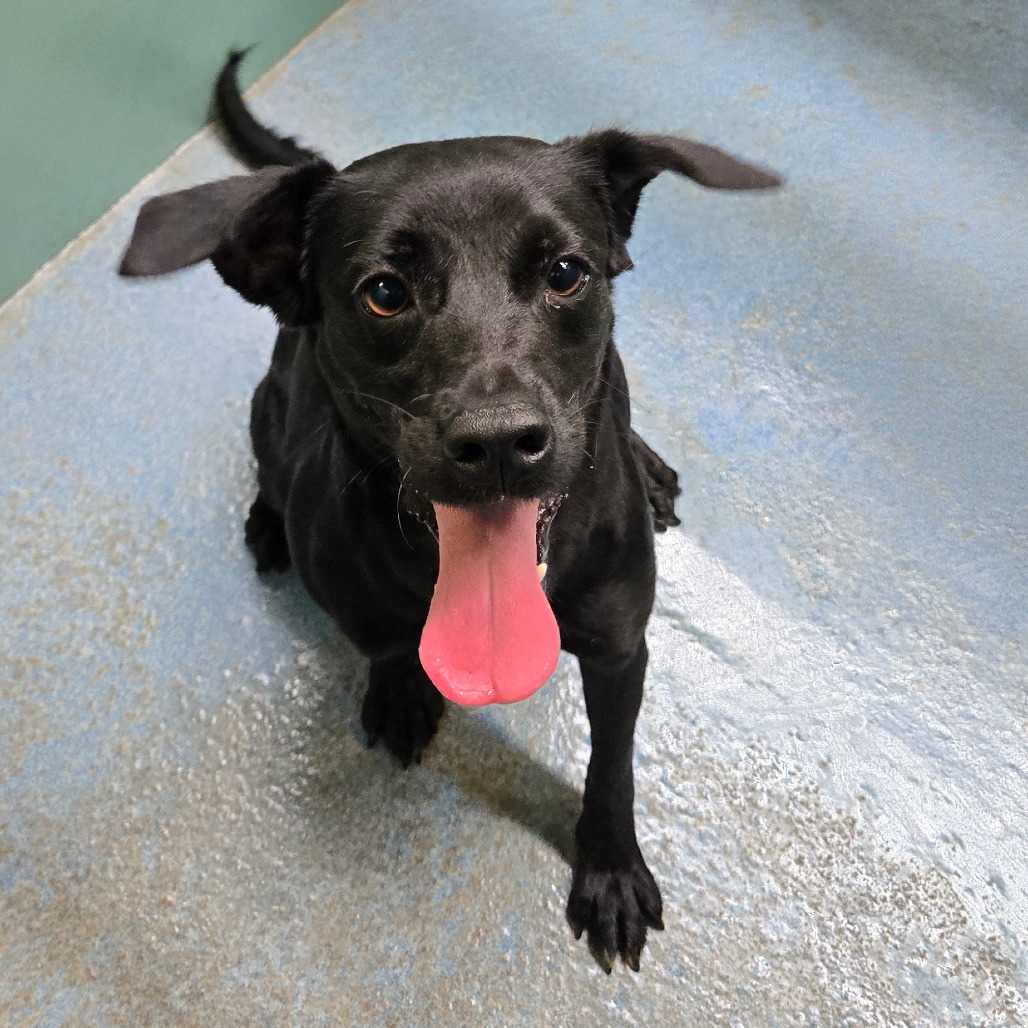 MAGGIE MAKO (MAIZIE) - Retriever, Labrador / Shepherd available for adoption