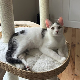 WREN - Domestic Shorthair for adoption in Gresham