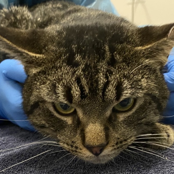 Charles — thumbnail 2