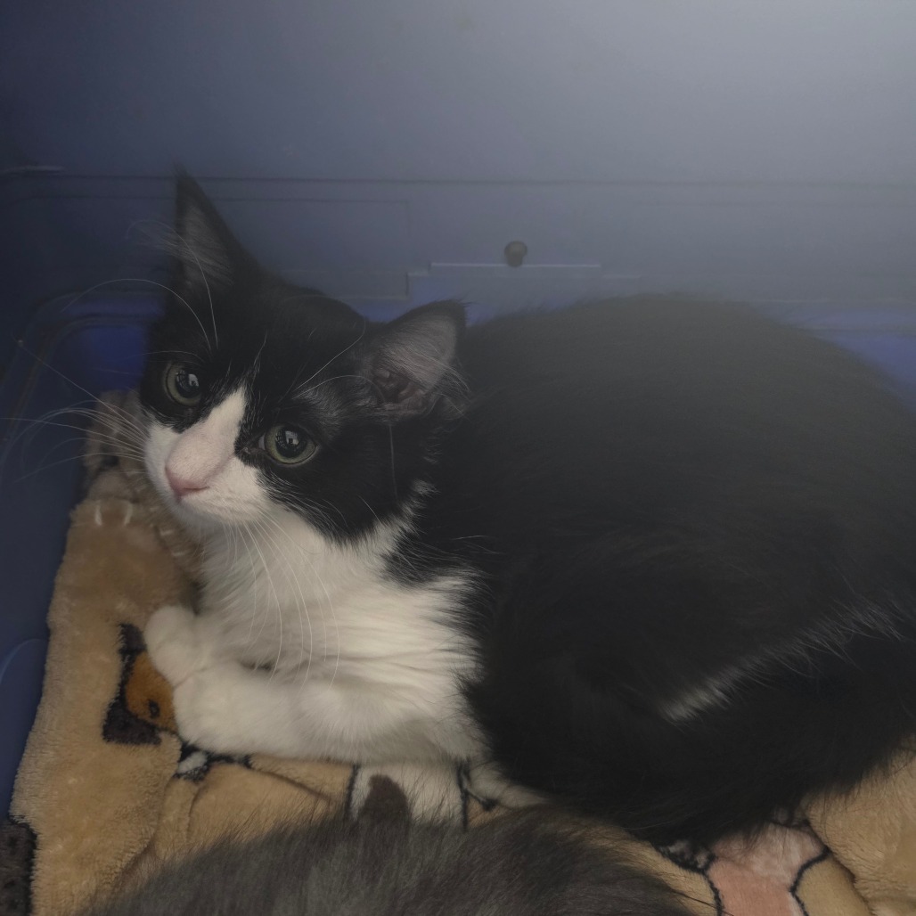 GERALD - Domestic Medium Hair available for adoption