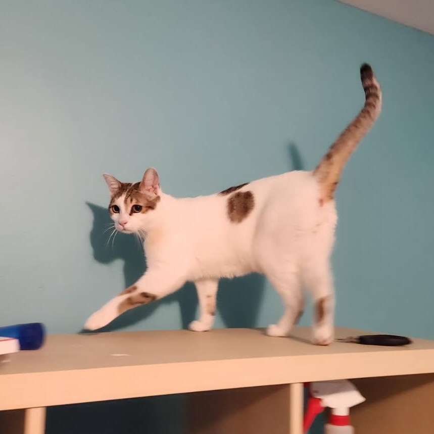 Bozo - Jordan — thumbnail 5