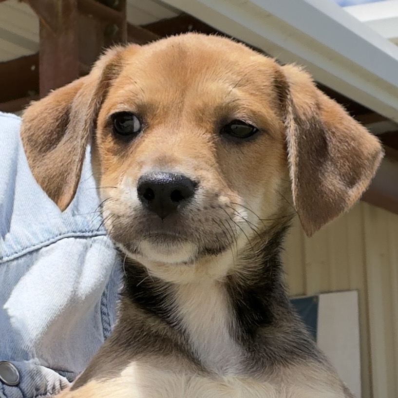Mixed Breed