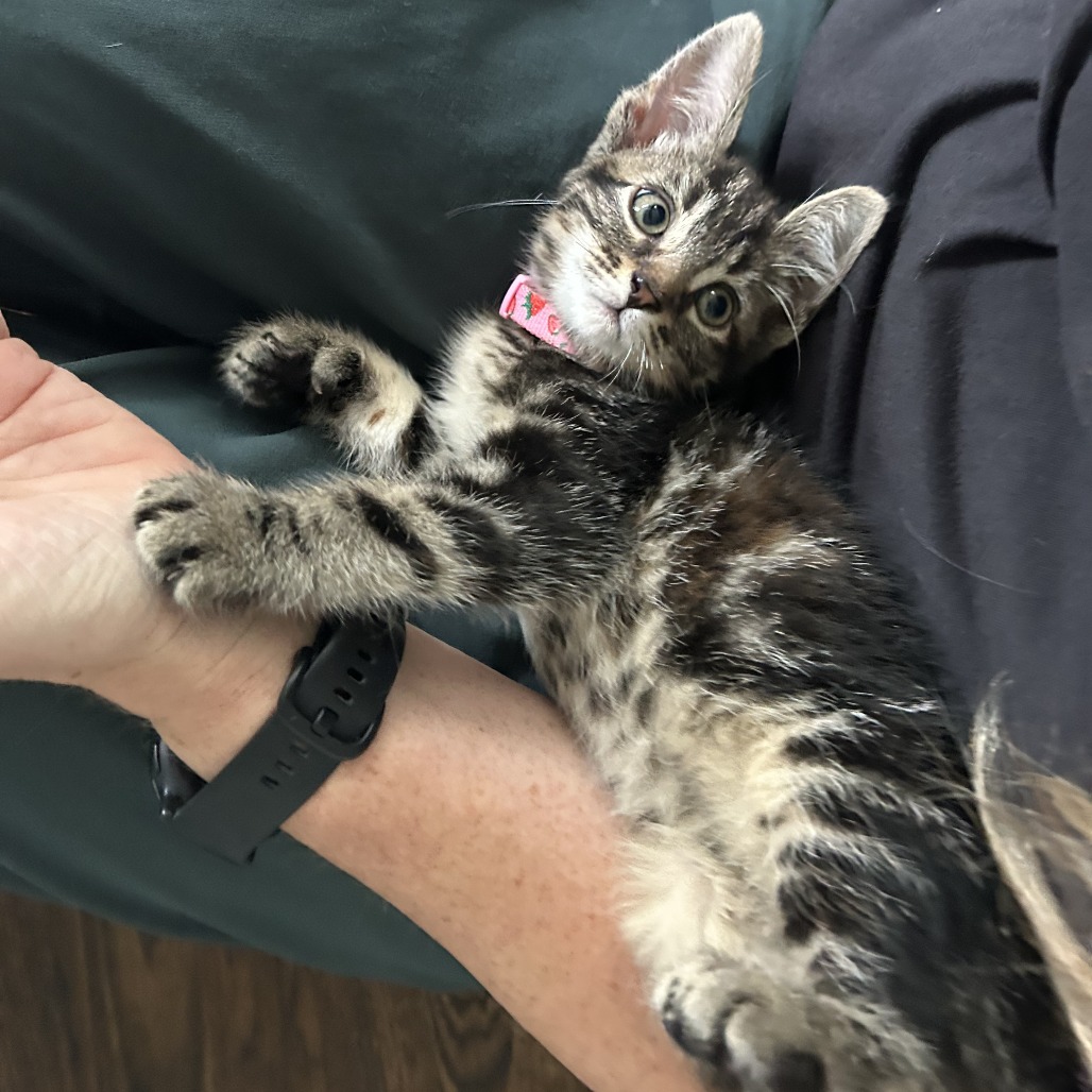 Photo of Vesper