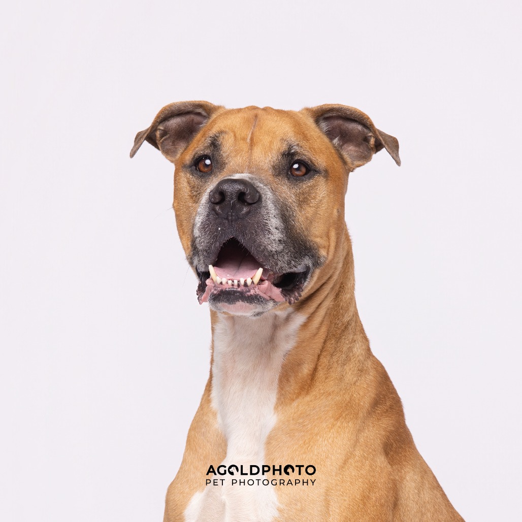 Rocky — thumbnail 4