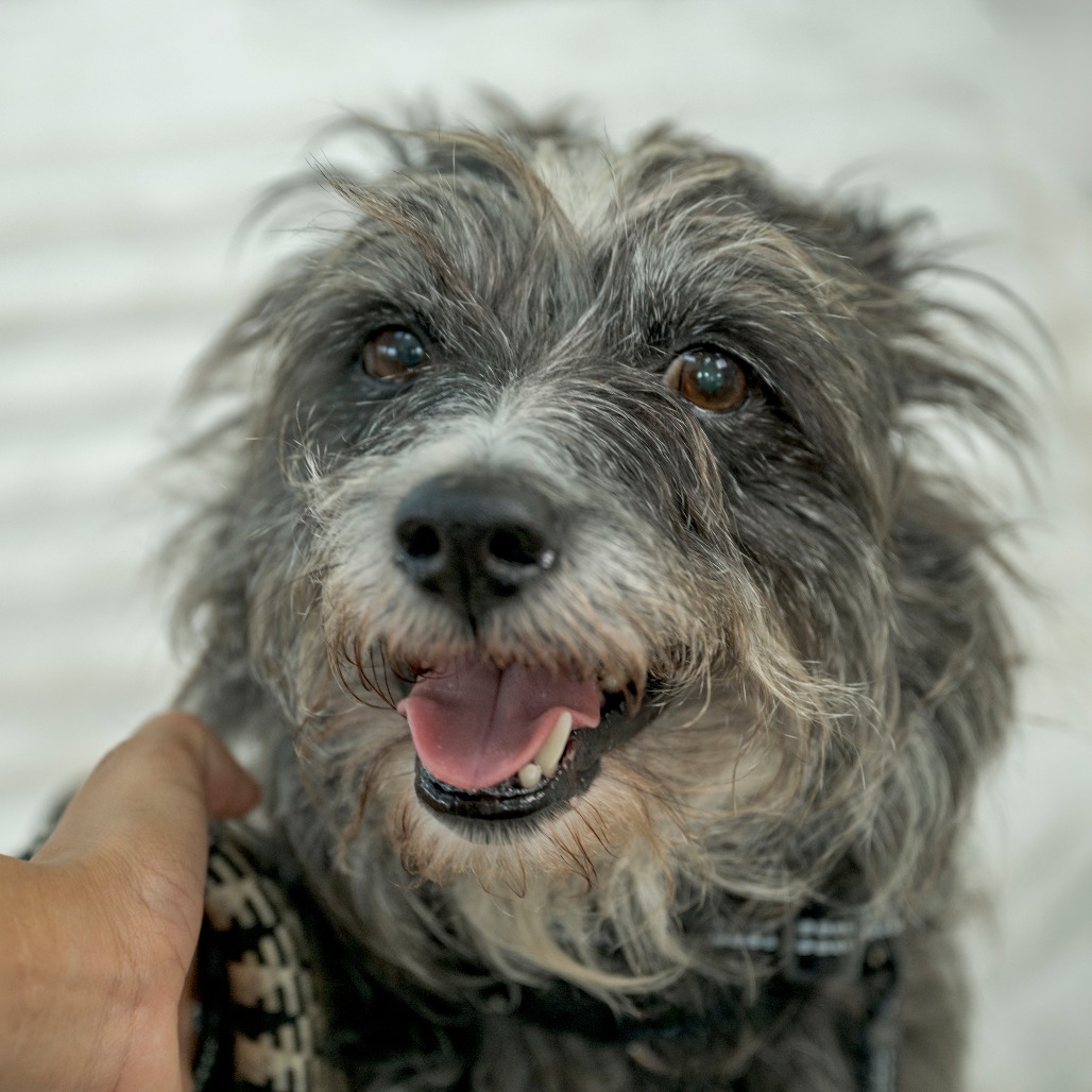 Albert, photo 2