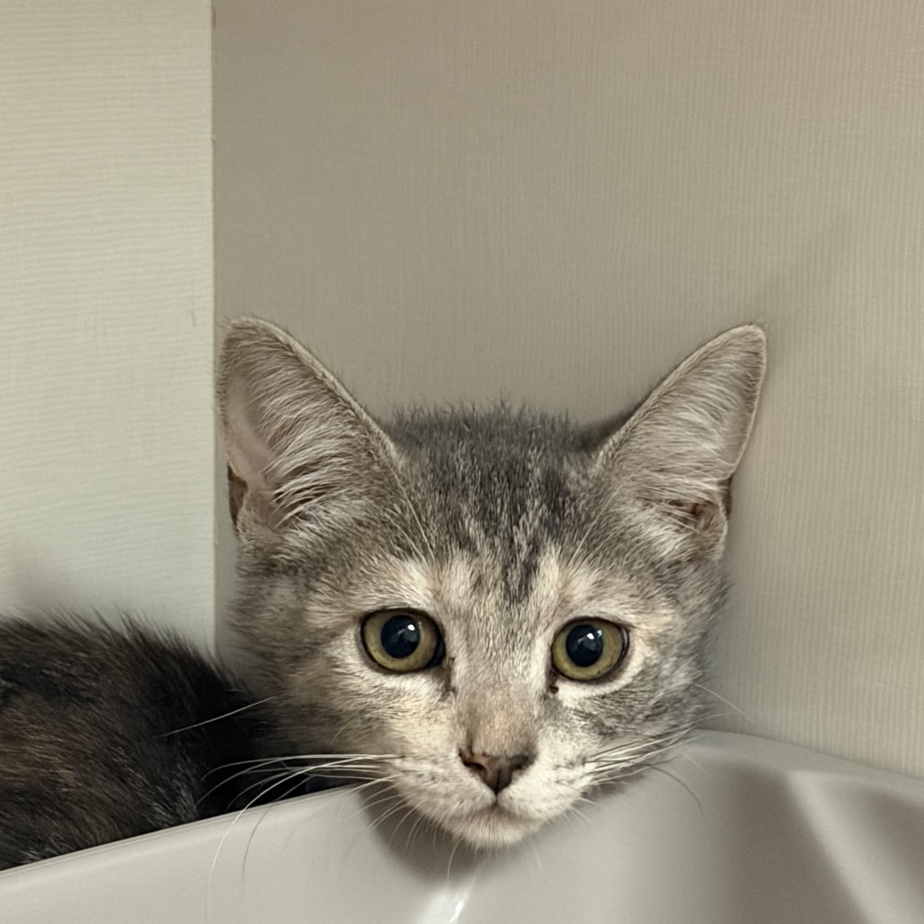 Macaron - Domestic Shorthair