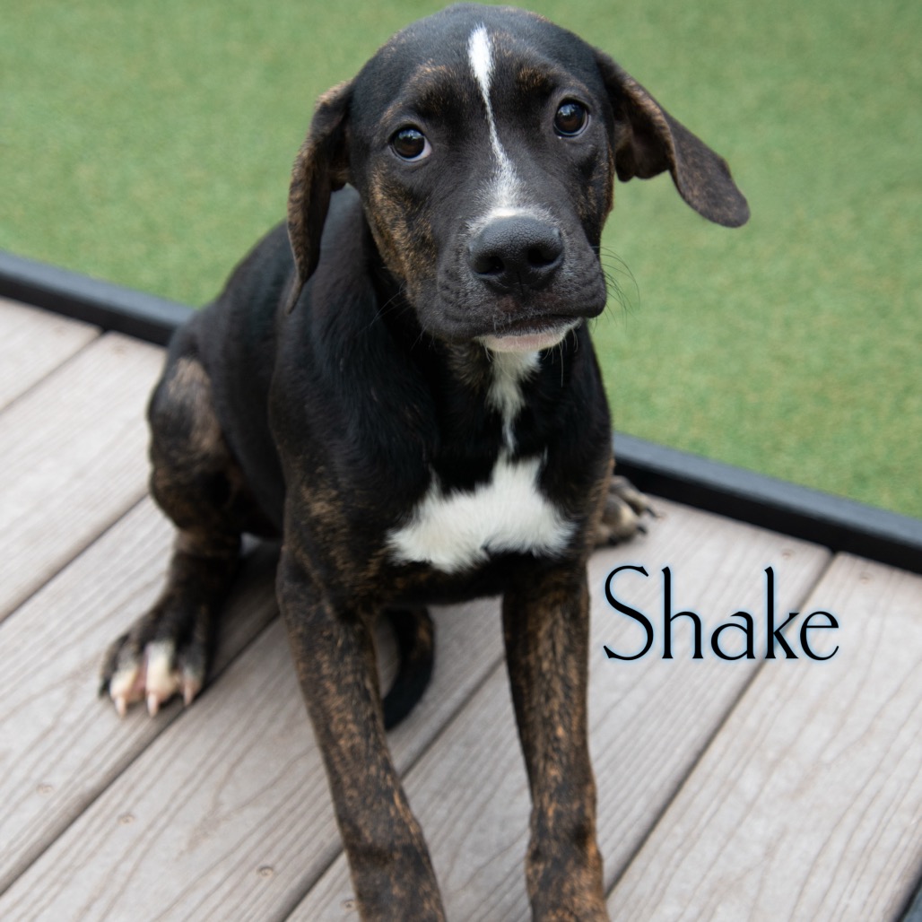Shake