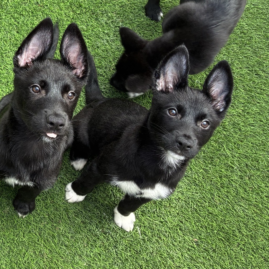CHICHARRONES - Mixed Breed (Medium) available for adoption