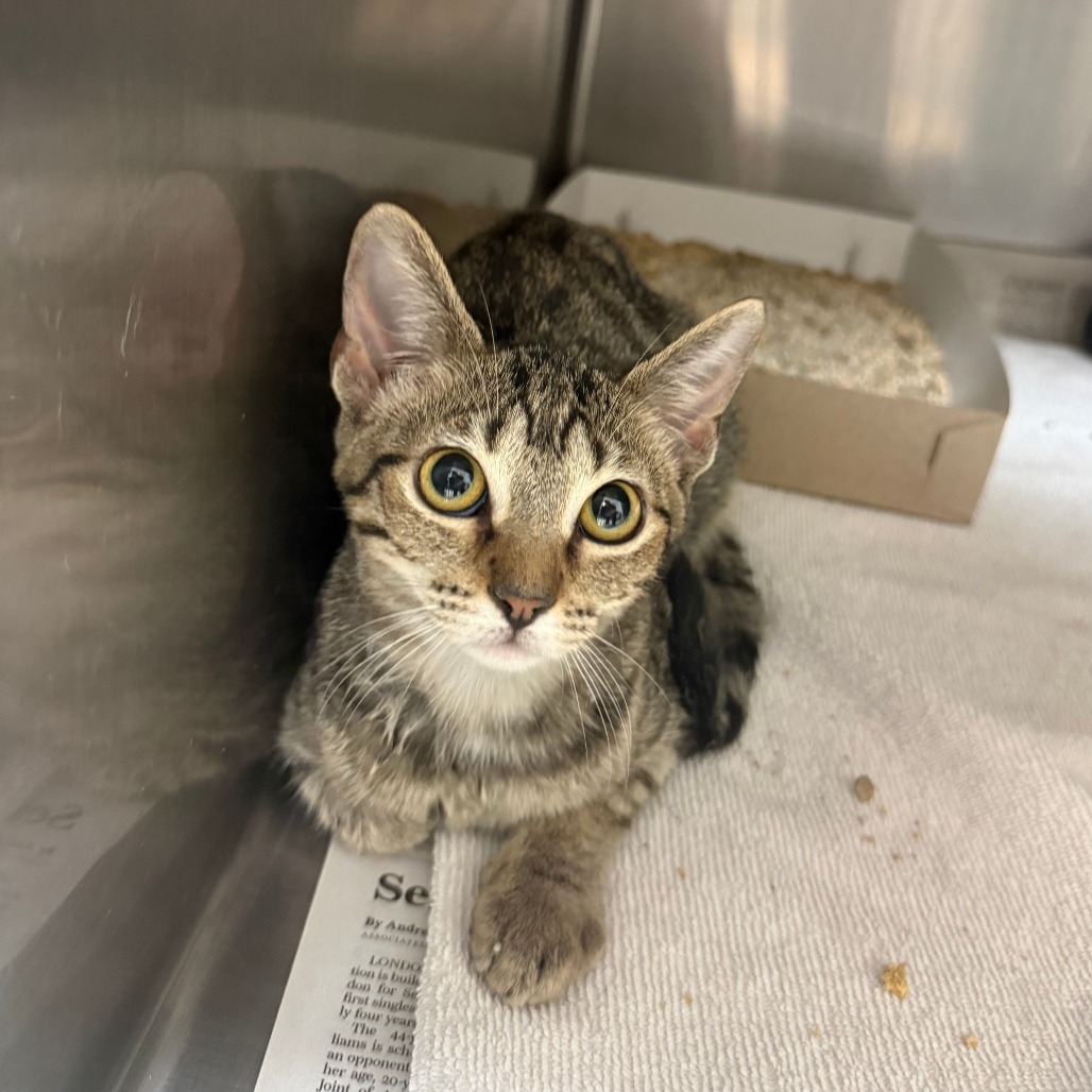 HERCULES - Domestic Shorthair available for adoption