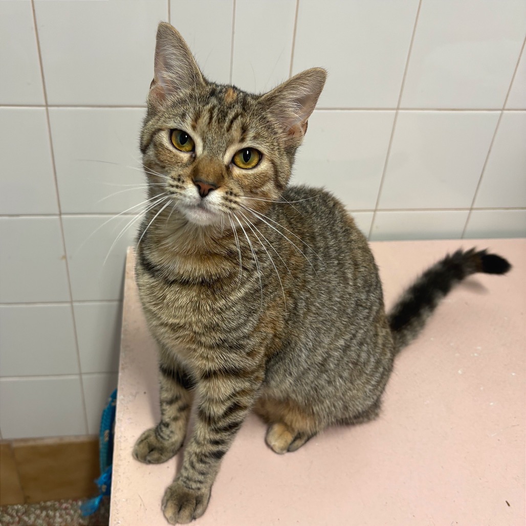 TOADETTE - Domestic Shorthair available for adoption