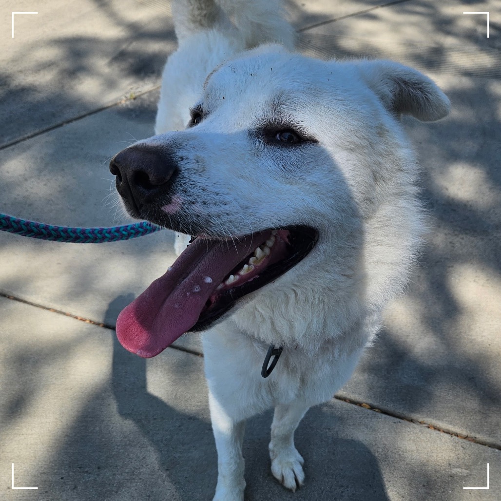 NANOOK, photo 7