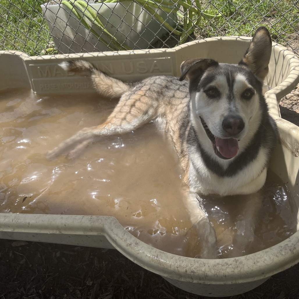 BINDI, photo 12