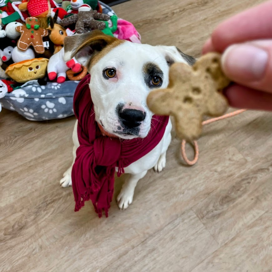 Cordelia — thumbnail 4