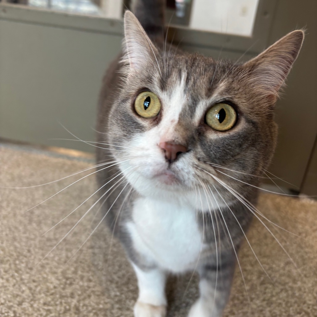 BASIL - Domestic Shorthair available for adoption