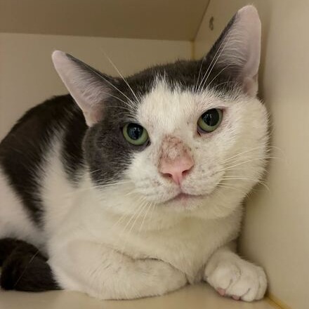 DOLPHIN - Domestic Shorthair available for adoption
