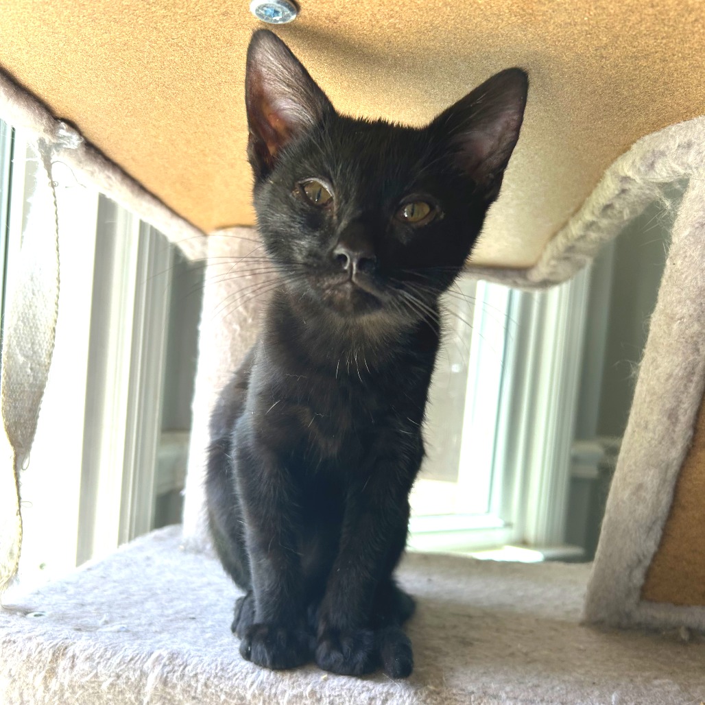 Maverick, photo 2