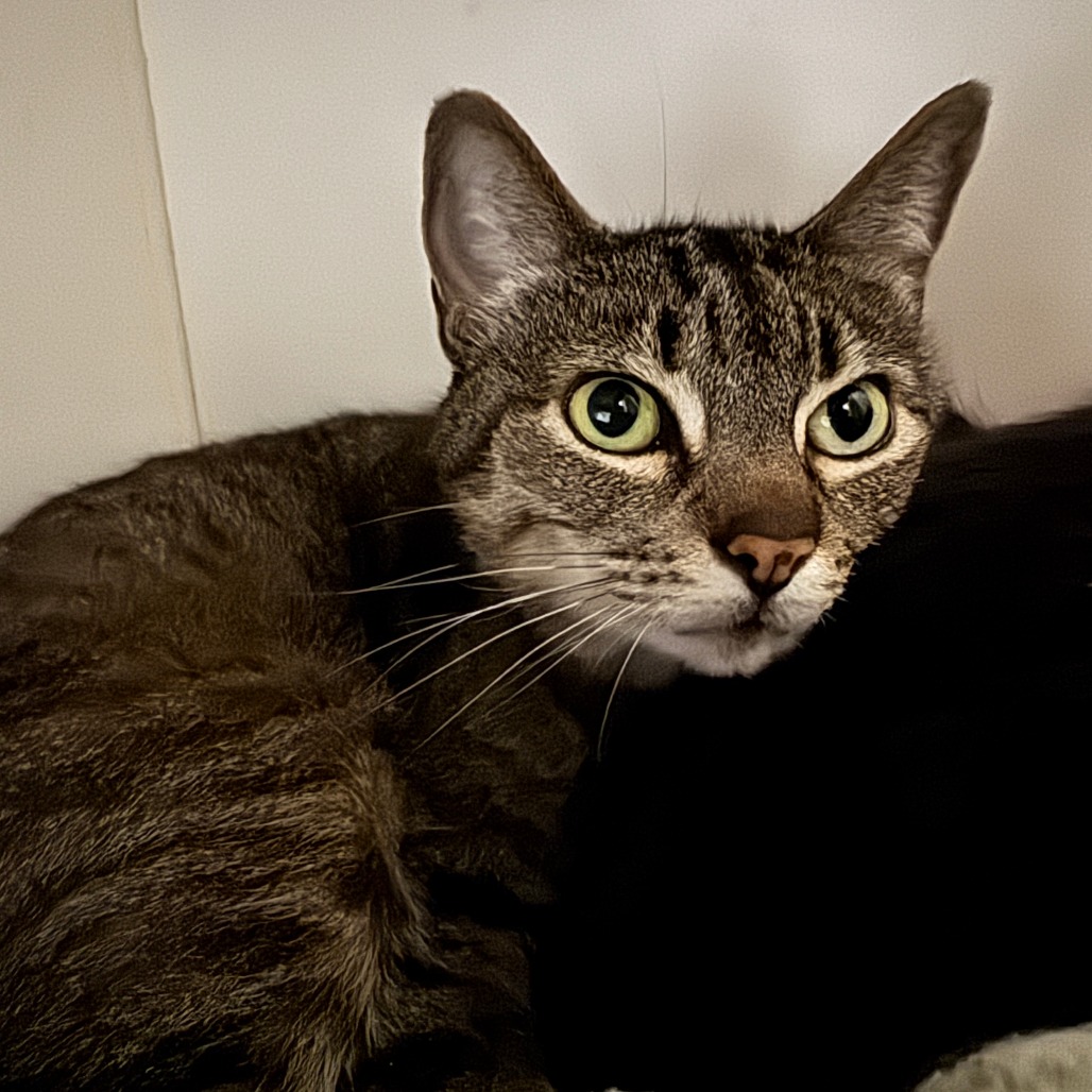 Amber (C000-139)-*Available By Appointment*Costa Mesa Location, photo 3