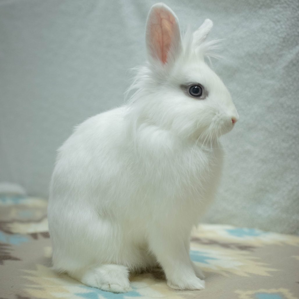 Penny (bonded to Chowder), photo 8