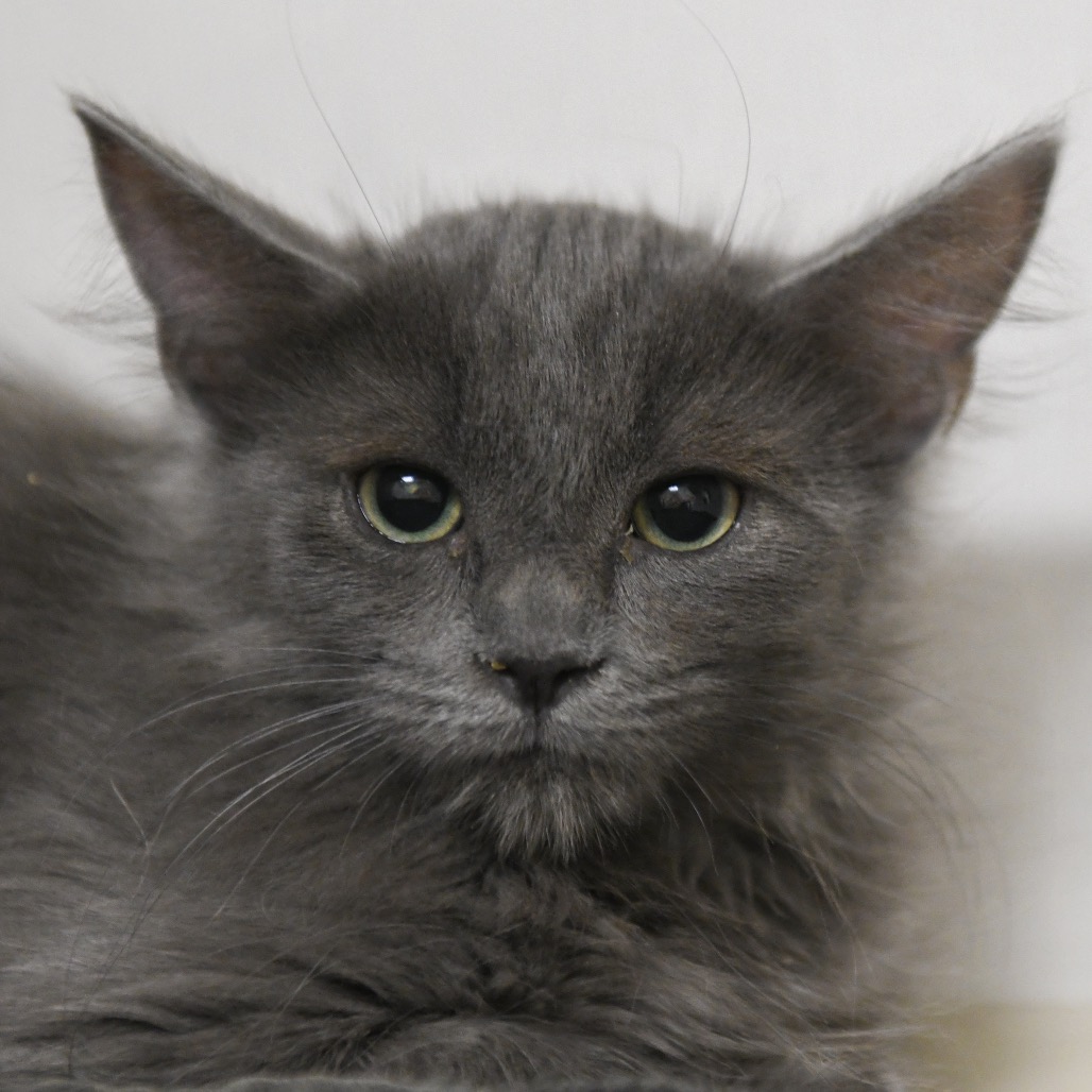 Gretel - Domestic Medium Hair