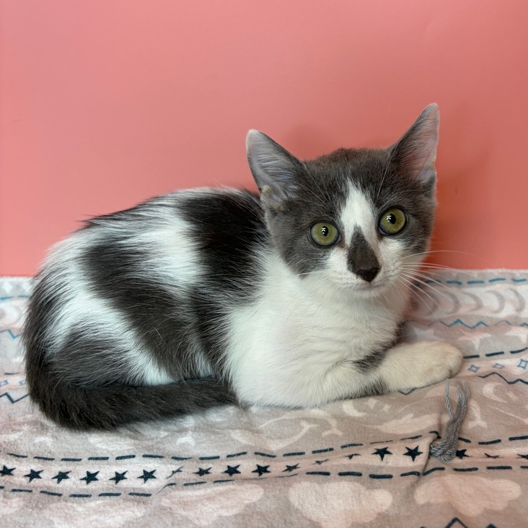 HENLEY - Domestic Shorthair available for adoption