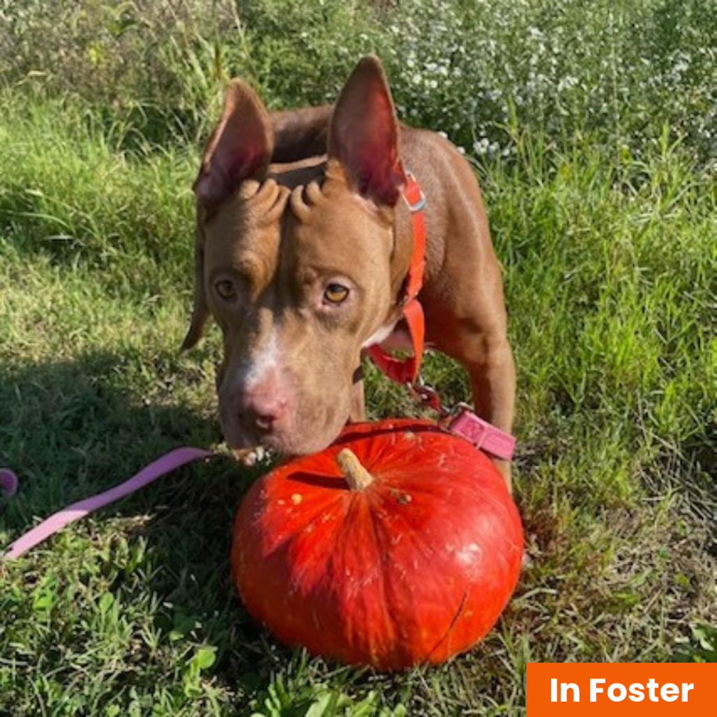 GABY BIRL - Terrier / American Pit Bull available for adoption