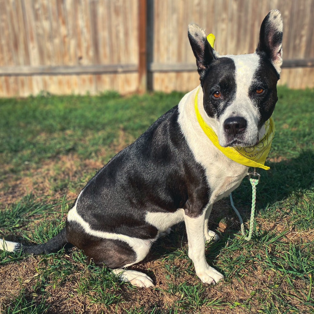 Bluebelle, additional photo