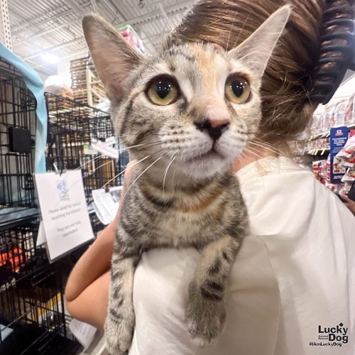 MY RARITY - Domestic Shorthair available for adoption