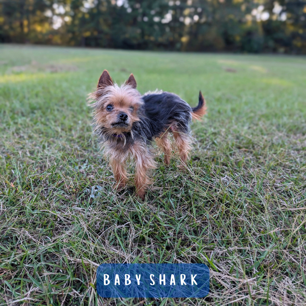 Baby Shark 10-1310, photo 3