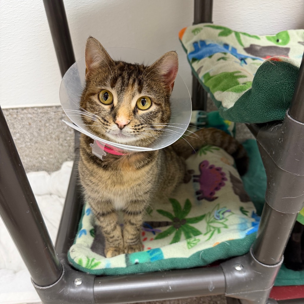 Velocity — thumbnail 4