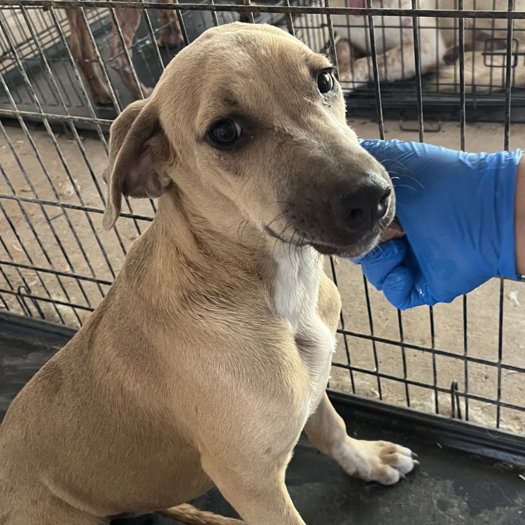 DARLA DUKE - Weimaraner / Mix available for adoption