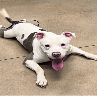 Ace, a Terrier, Pit Bull / Terrier, Staffordshire Bull