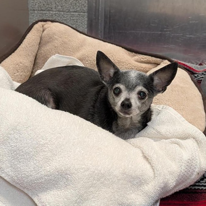 LADYBUG - Chihuahua / Mixed Breed (Small) available for adoption