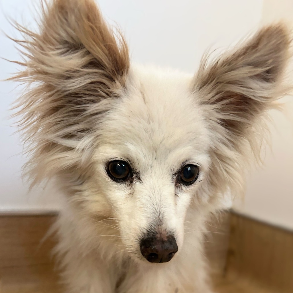 Joy 13834 — thumbnail 2