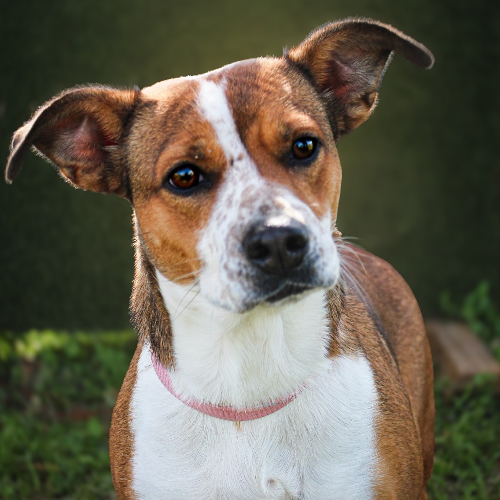 Mila , an adoptable dog at SPCA-BC