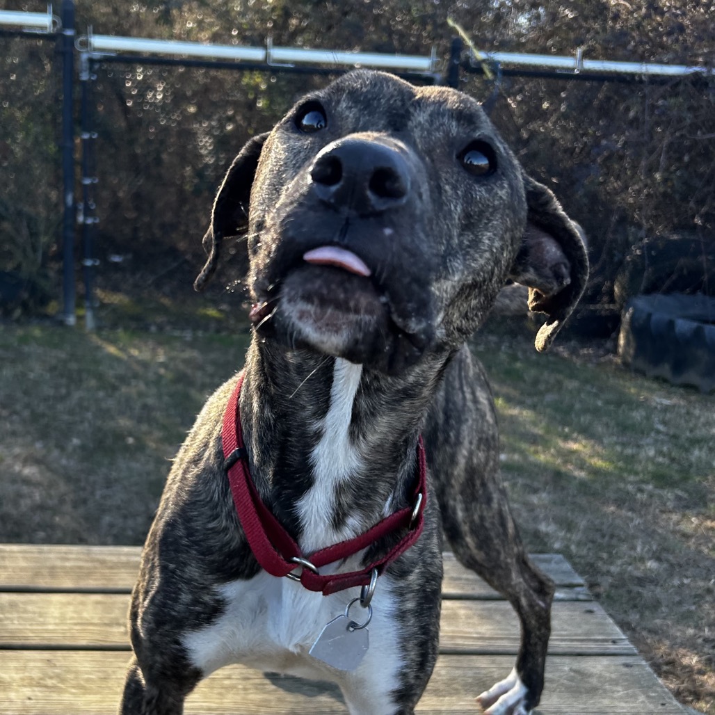 Finley — thumbnail 8