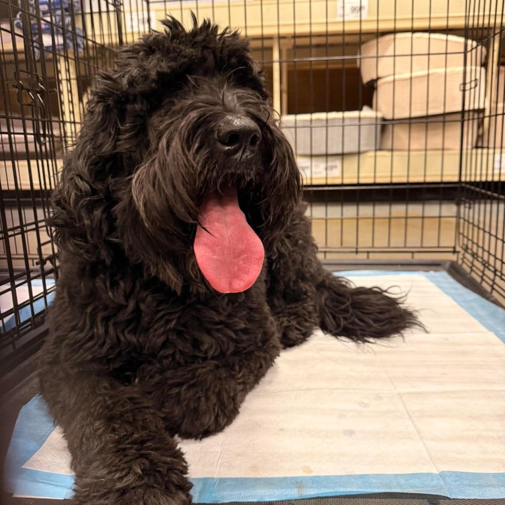 Ebony UT OS PDR/Koa is available for adoption at PAWsitive Difference ...