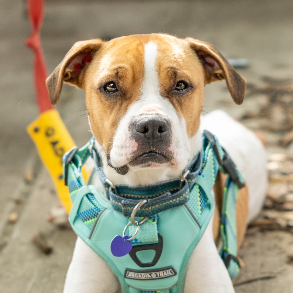 Maebelle — thumbnail 5