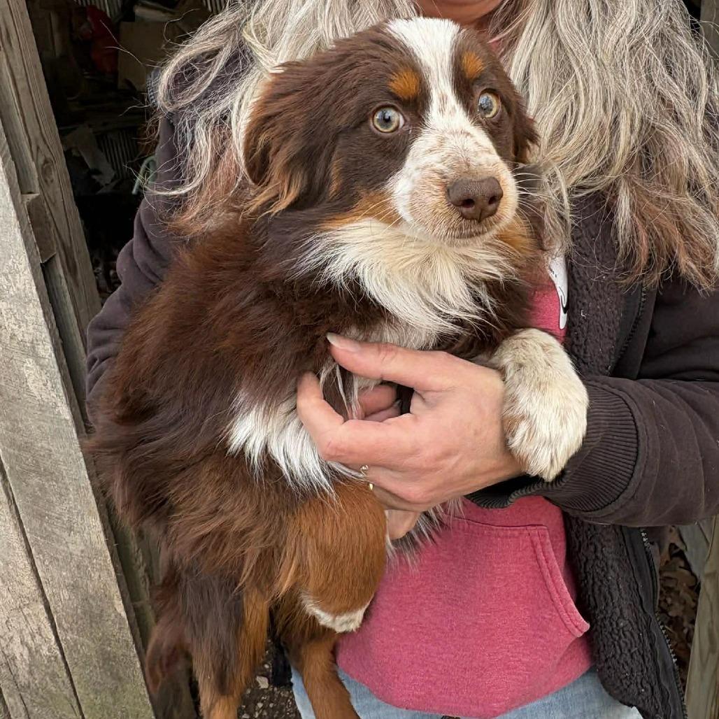 Ringo — thumbnail 2