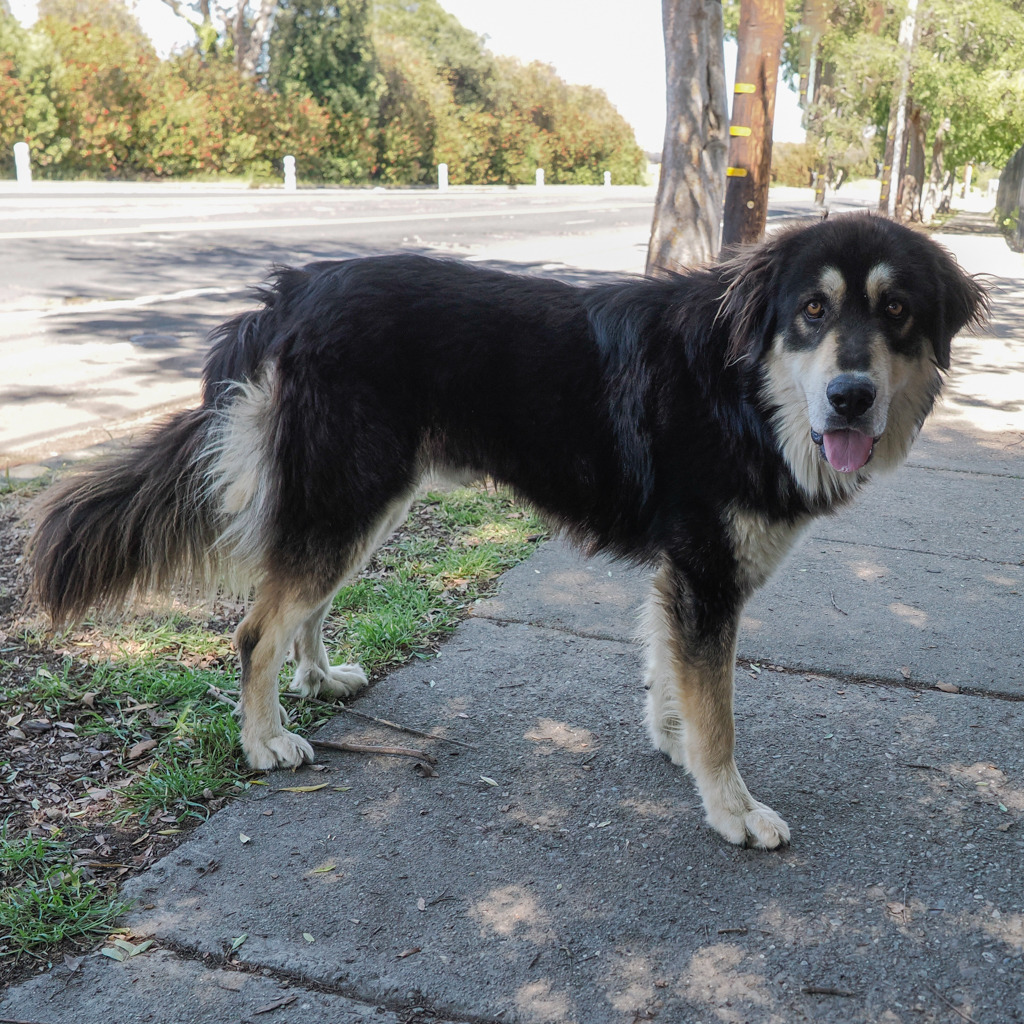 RUFUS, photo 6