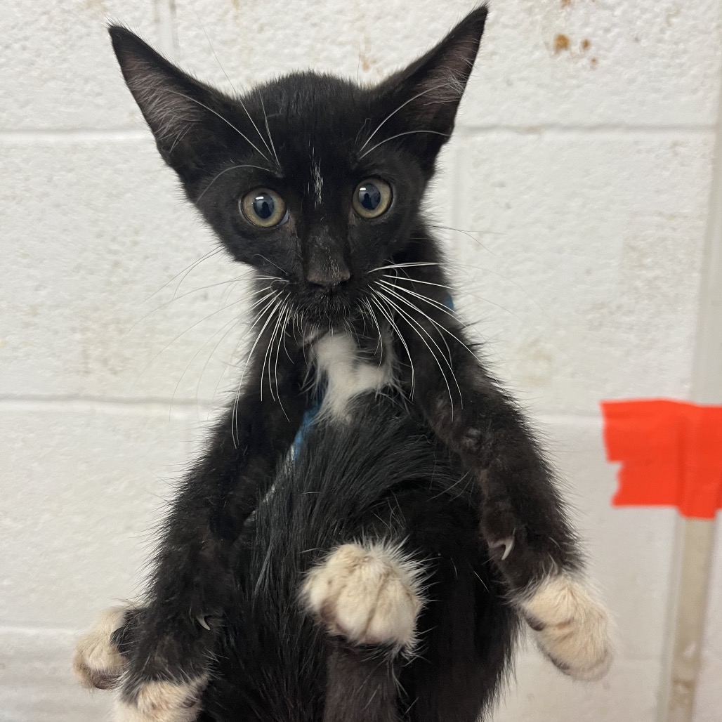 IGOR - Domestic Shorthair available for adoption