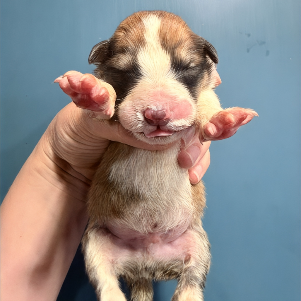 Animal Thumbnail
