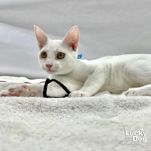 TIMOTHY - Domestic Shorthair available for adoption
