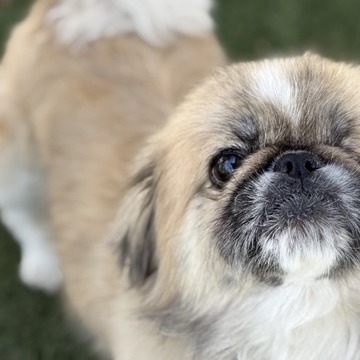 Muggsy, photo 3