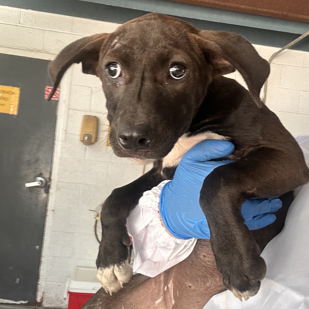 DESIREE - Shepherd available for adoption