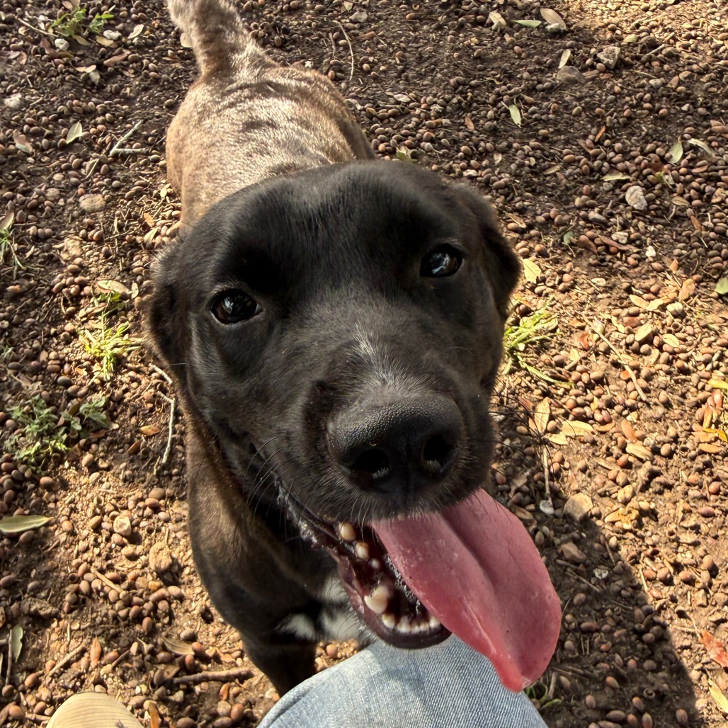 Ruby photo 5