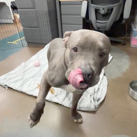 Jabarkus — thumbnail 11